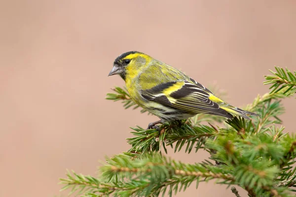 Siskin Carduelis Spinus Bird Close — Stock Photo, Image