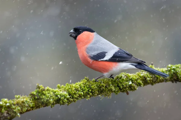 Eurasian Bullfinch Male Pyrrhula Pyrrhula — Stock Photo, Image