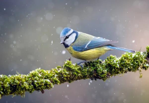 Blue Tit Cyanistes Caeruleus Close — стоковое фото