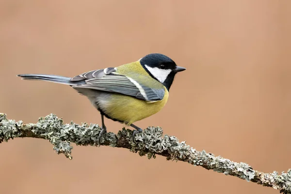 Great Tit Close Parus Major —  Fotos de Stock