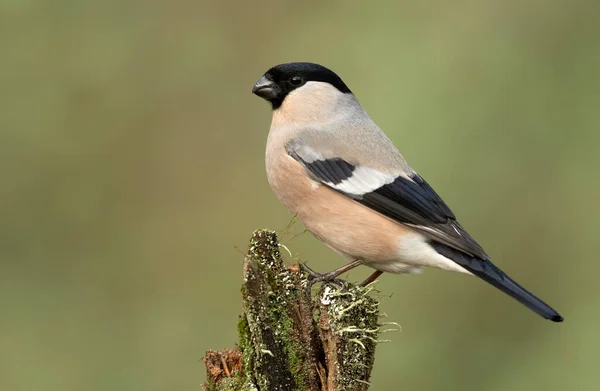 Eurasian Bullfinch Female Pyrrhula Pyrrhula — Stock Photo, Image