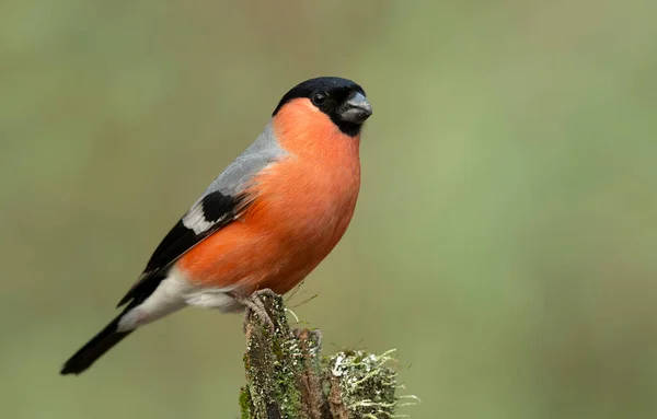 Eurasian Bullfinch Male Pyrrhula Pyrrhula — Stock Photo, Image