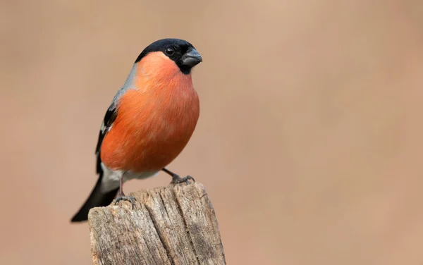 Maschio Finocchio Euroasiatico Pyrrhula Pyrrhula — Foto Stock