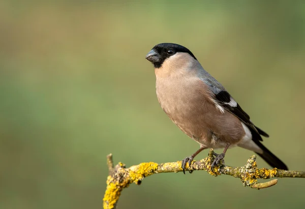 Femmina Rampicante Euroasiatica Pyrrhula Pyrrhula — Foto Stock