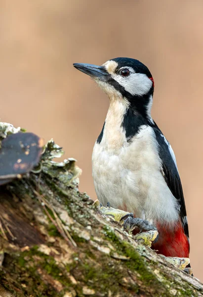 Great Spotted Woodpecker Dendrocopos Major — Stock Photo, Image
