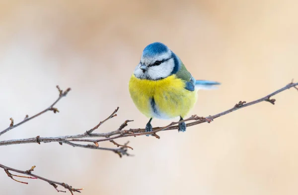 Blue Tit Cyanistes Caeruleus Close — стоковое фото