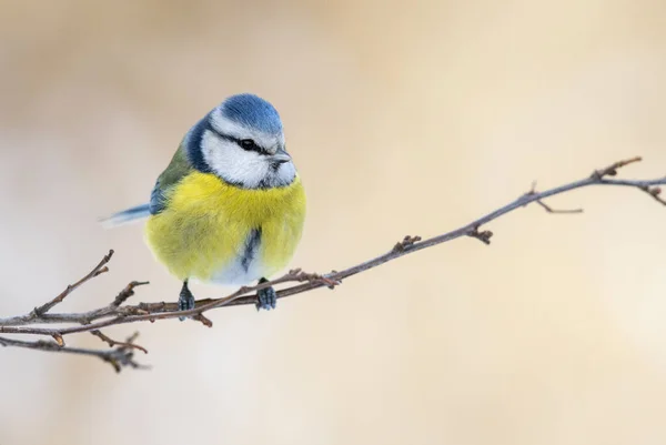 Blue Tit Cyanistes Caeruleus Close — стоковое фото