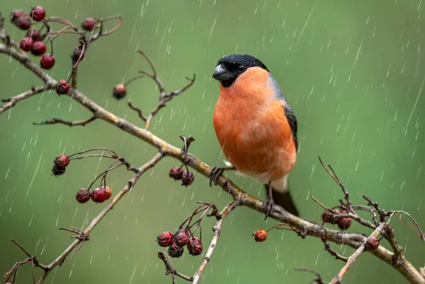 Eurasian Bullfinch Male Pyrrhula Pyrrhula — Stock Photo, Image