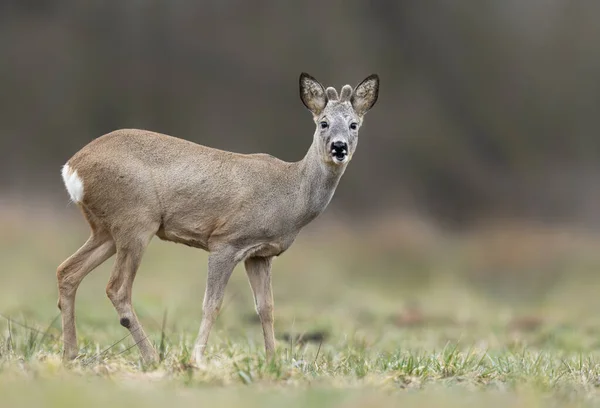 Capriolo Maschio Capreolus Capreolus — Foto Stock