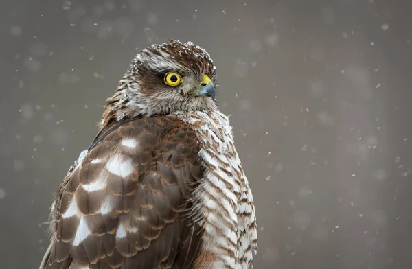 Sparrowhawk Close Accipiter Nisus Θηλυκό — Φωτογραφία Αρχείου