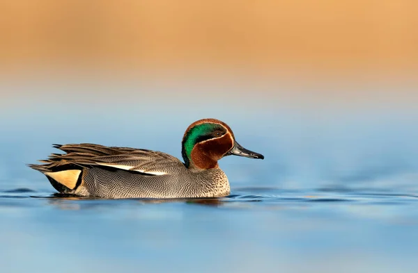 Eurasian Teal Anas Crecca Male Close Sunrise Light — Stock Photo, Image