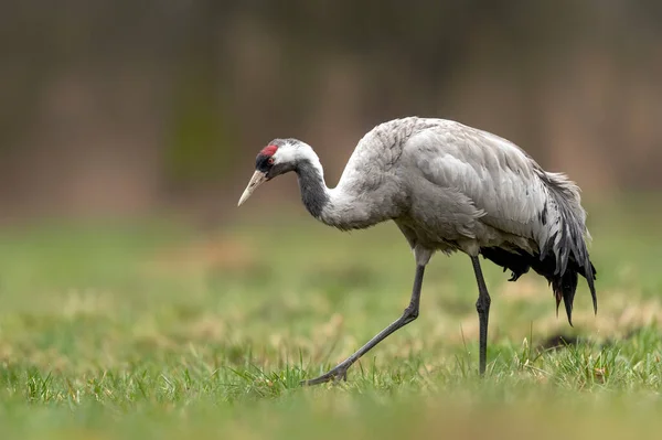 Kranichvogel Aus Nächster Nähe Grus Grus — Stockfoto