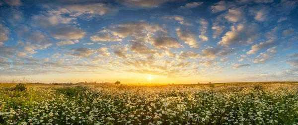 花畑の上で美しい夏の日の出 — ストック写真