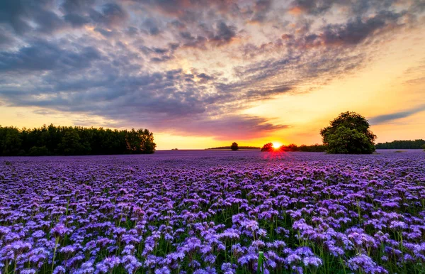 Schöner Sonnenuntergang Über Dem Phacelia Feld — Stockfoto