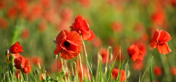 Röd Vallmo Blommor Natur Bakgrund — Stockfoto