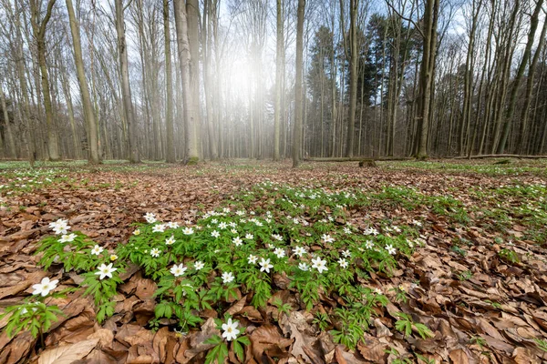 Beautiful Sunny Day Spring Forest Full White Anemones Flowers — Stock Photo, Image