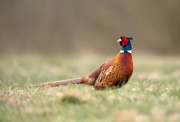 Ringneck Fagiano Phasianus Colchicus Maschio Primo Piano — Foto Stock