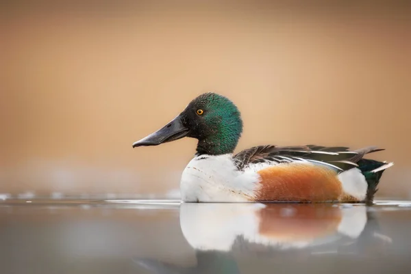 Northern shoveler bird ( Spatula clypeata )