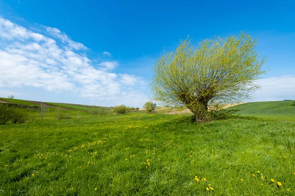 Beautiful Spring Landscape Yellow Dandelion Flowers Lonely Willow Tree — Stock Photo, Image