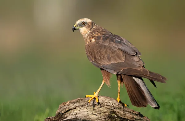 Western Marsh Harrier Circus Aeruginosus Male — Stock Photo, Image