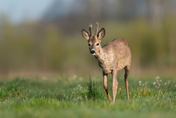 Samiec Jelenia Capreolus Capreolus — Zdjęcie stockowe