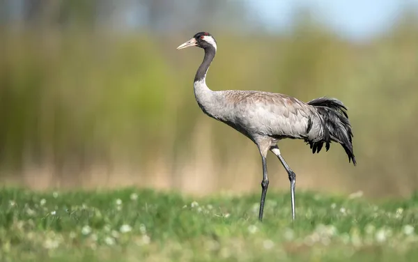 Vanlig Trana Fågel Närbild Grus Grus — Stockfoto