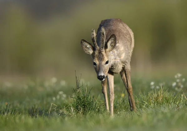 Srnčí Samec Capreolus Capreolus — Stock fotografie