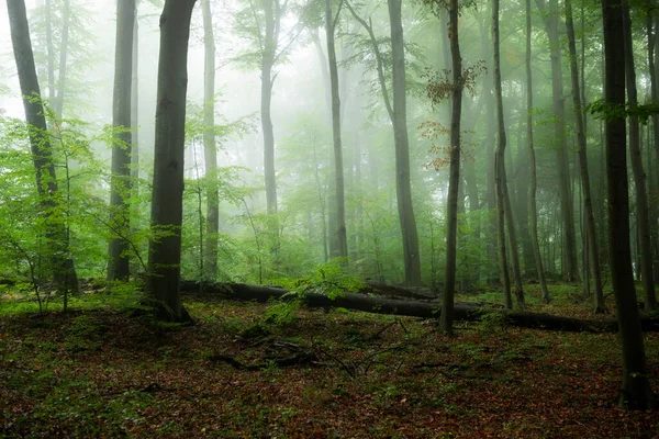 Belle Matinée Brumeuse Dans Forêt Verte — Photo