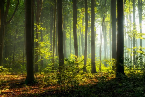 Prachtige Ochtend Het Bos — Stockfoto