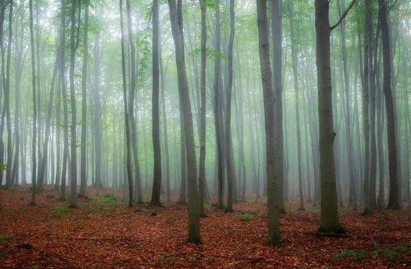 Vakker Tåke Morgen Grønn Skog – stockfoto