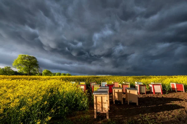 Stormachtige Wolken Boven Bijenkorven Het Verkrachtingsveld — Stockfoto