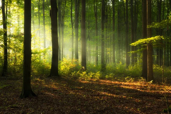 美丽的雾蒙蒙的清晨 在绿林中 — 图库照片