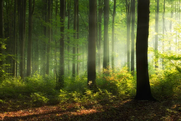 Vacker Solig Morgon Gröna Skogen — Stockfoto