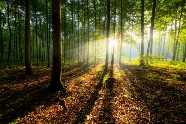 Çok güzel bir güneşli sabah yeşil orman