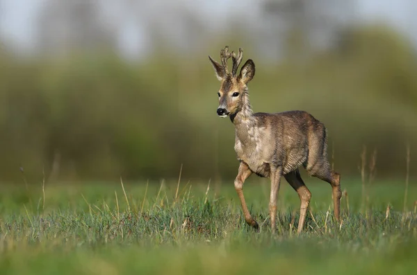 Chevreuil Mâle Capreolus Capreolus — Photo