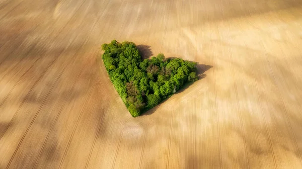 Small Forest Fields Earth Shape Aerial Drone Shot — Stock Photo, Image