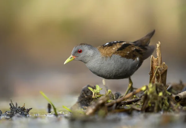 Little Crake Bird Porzana Parva — Stock Photo, Image