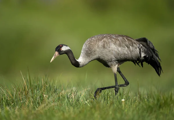 Yaygın vinç kuşu kapat (Grus grus )