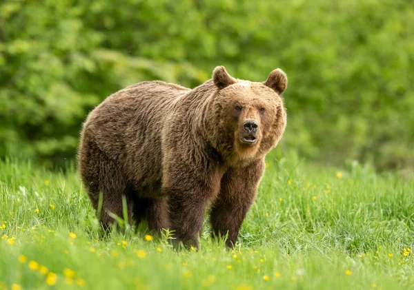 Dziki Niedźwiedź Brunatny Ursus Arctos — Zdjęcie stockowe