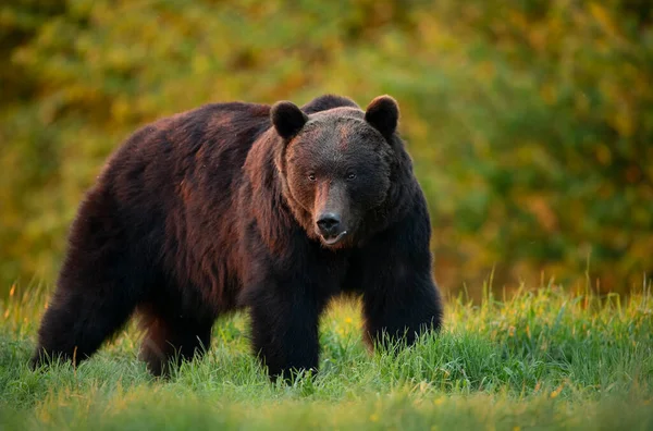 Дикий Коричневий Ведмідь Ursus Arctos — стокове фото