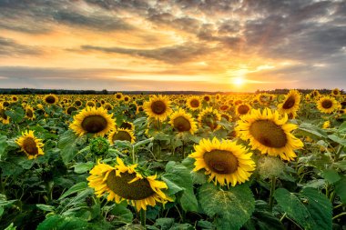 Ayçiçeği tarlasında güzel gün batımı