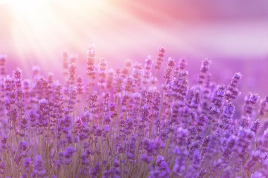 Gün batımında pembe lavanta çiçekleri