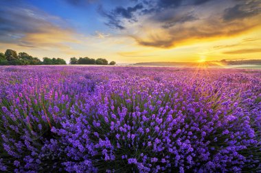 Güzel lavanta tarlası günbatımı manzarası
