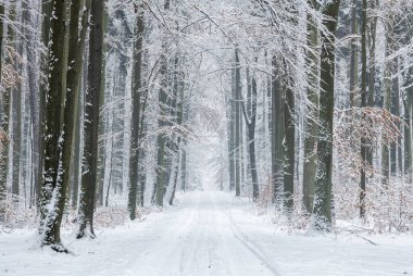 Ormanda güzel bir kış günü