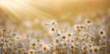 Çiçek açan güzel papatyalar yaz çayırlarında