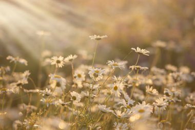 Çiçek açan güzel papatyalar yaz çayırlarında