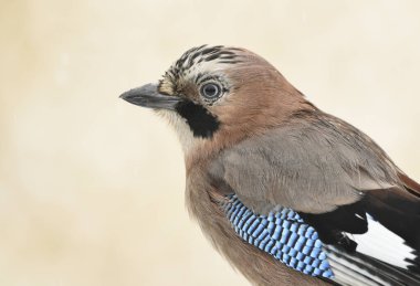 Avrasya kuşu (Garrulus glandarius )