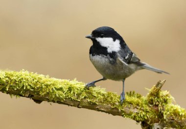 Coal tit ( Periparus ater ) close up