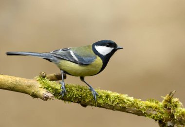 Great tit close up ( Paerus major )