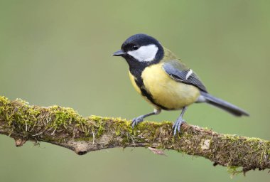 Great tit close up ( Paerus major )